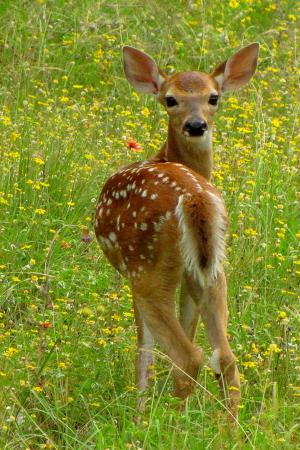 Fawn in the Wildflowers