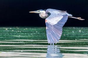 Blue Heron Over Water