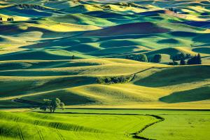 Summer in the Palouse